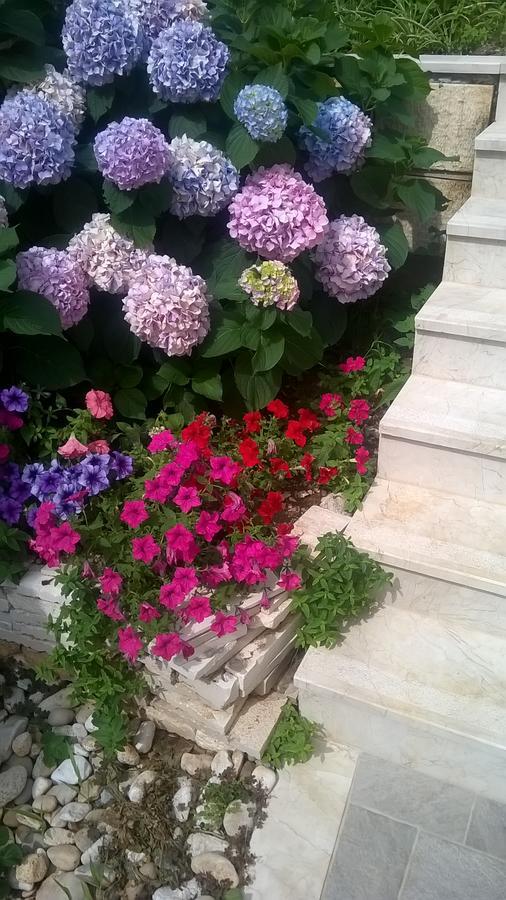 Apartma Oliva 1 Lozica